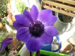 Anemone coronaria (Anémone couronnée) - Violette
