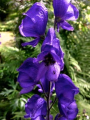 Aconitum napellus (Aconit napel) - Pollinisation