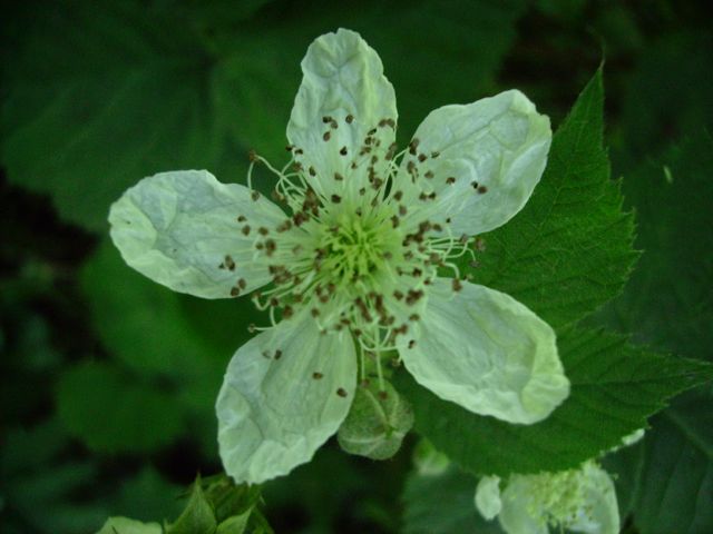Rubus fruticosus (Ronce commune) - Fleur à 5 pétales