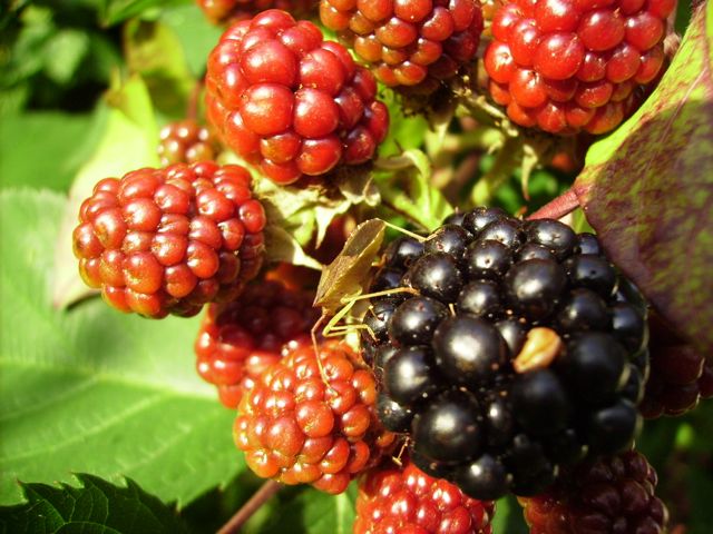 Rubus fruticosus (Ronce commune) - Fruits