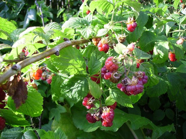 Rubus idaeus (Framboisier) - Fructification
