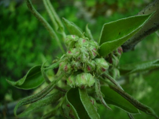 Malus (Pommier) - Boutons