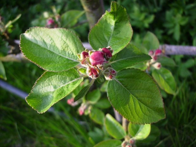 Malus (Pommier) - Eclosion