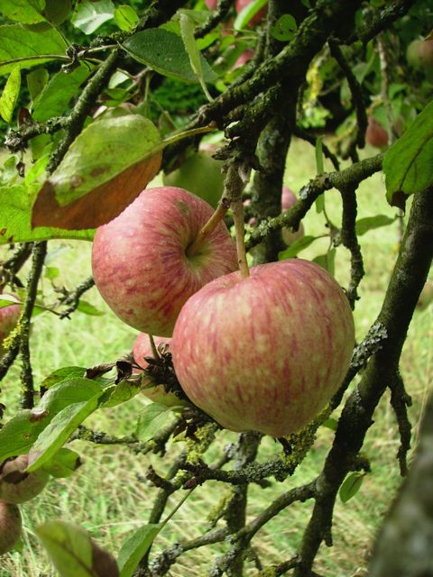 Malus (Pommier) - Pommes sur l'arbre