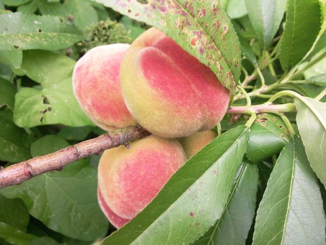 Prunus persica (Pêche) - Fruits