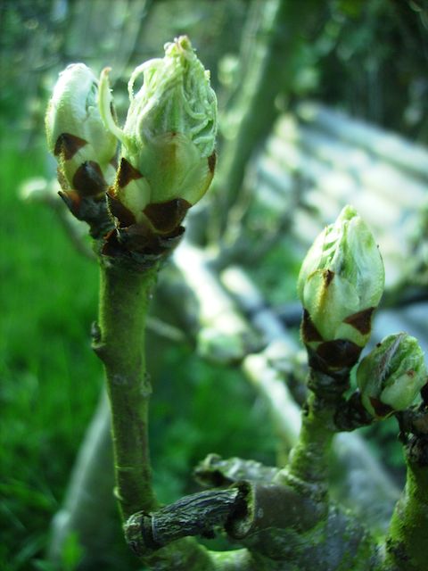 Pyrus communis (Poirier) - Bourgeons