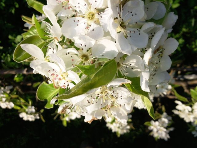 Pyrus communis (Poirier) - Fleurs blanches