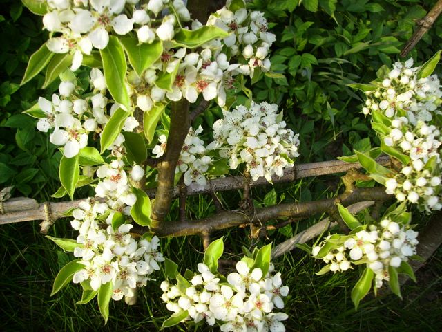 Pyrus communis (Poirier) - Espalier