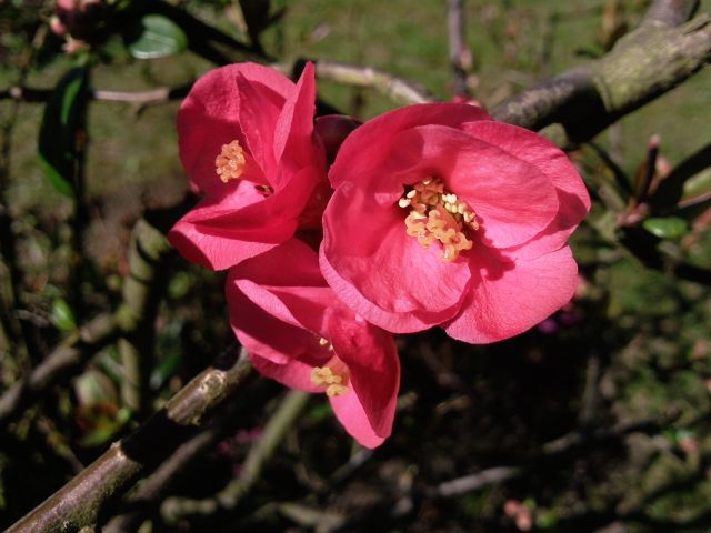 Chaenomeles japonica (Cognassier du Japon) - Fleurs
