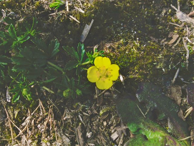 Potentilla anserina