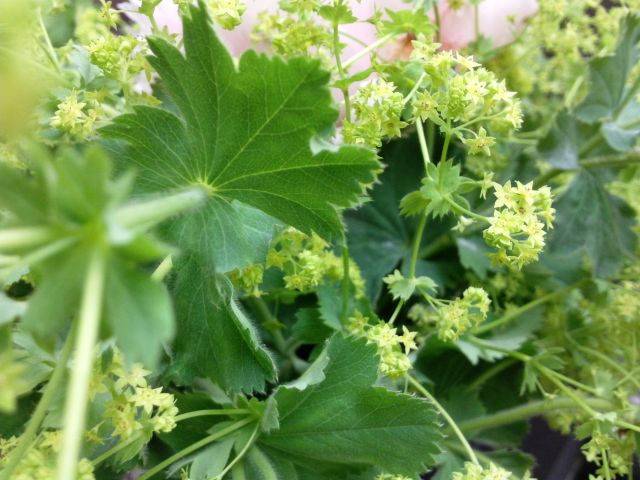 Alchemilla vulgaris (Alchemille commune) - Feuille