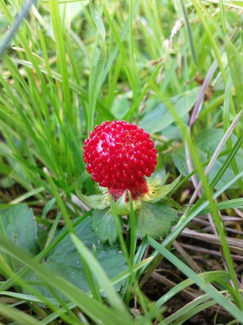  Duchesnea indica  (Fraisier des Indes)