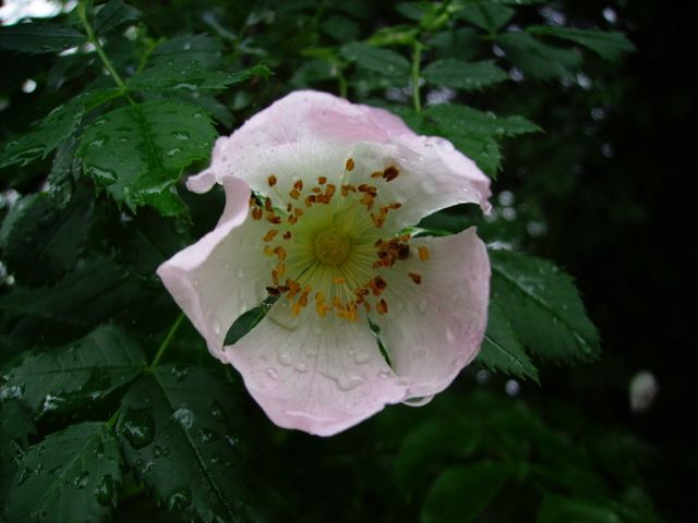 Rosa canina L. (Eglantier, rosier des chiens)