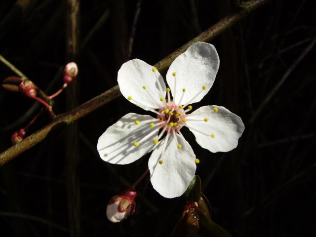 Crataegus monogyna (Aubépine) - Fleurs blanches