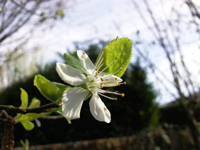 Prunus domestica (Prunier) - Fleur blanche