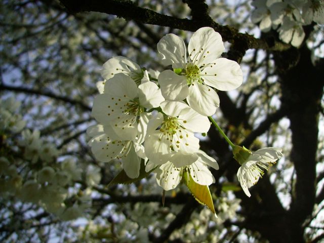 Prunus (Cerisier) - Fleurs
