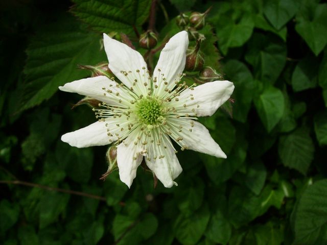 Rubus fruticosus (Ronce commune) - Fleur à 8 pétales
