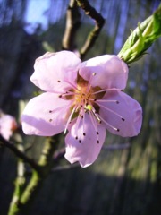 Prunus persica (Pêcher) - Fleur rose