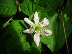 Rubus fruticosus (Ronce commune) - Fleur à 6 pétales