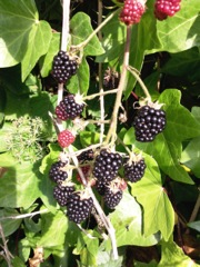 Rubus fruticosus (Ronce commune) - Fruits mûrs