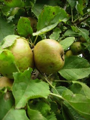 Malus (Pommier) - Pommes vertes