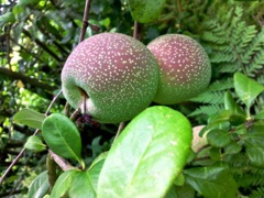 Chaenomeles japonica (Cognassier du Japon) - Fruits