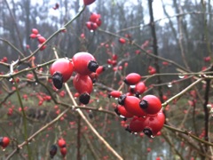 Rosa canina L. (Eglantier) - Fruit rouge