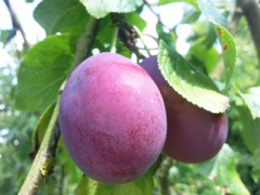 Prunus domestica (Prunier) - Fruits