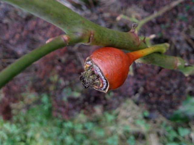 Rosa (Rose) - Fruit du rosier