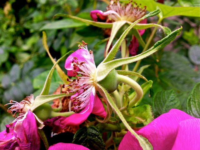 Rosier rugosa (Rosa rugosa) - Perte des pétales