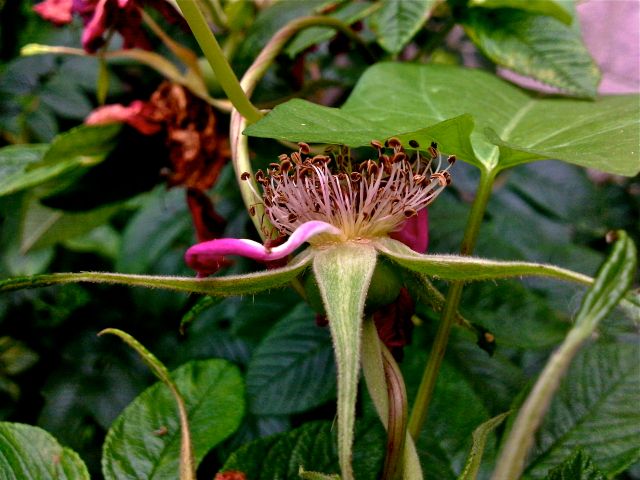 Rosier rugosa (Rosa rugosa) - Fructification
