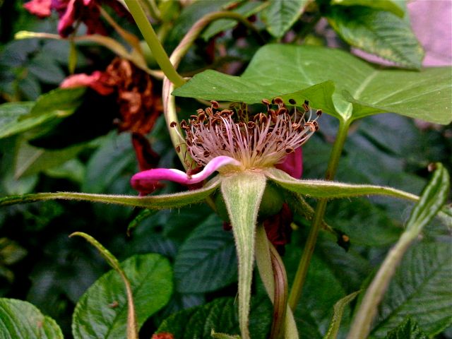 Rosier rugosa (Rosa rugosa) - Fructification