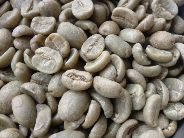 Coffea L. - Grains de café