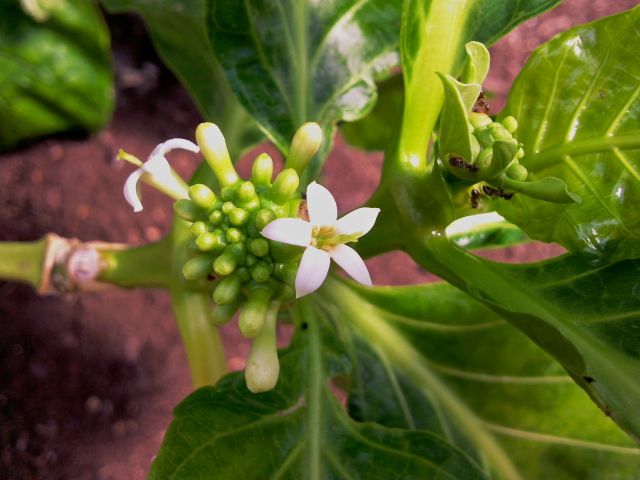 Morinda citrifloia