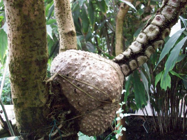 Myrmecodia aff. tuberosa