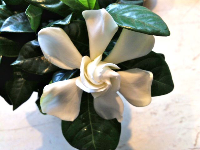 Gardenia (Gardénia) - Ouverture