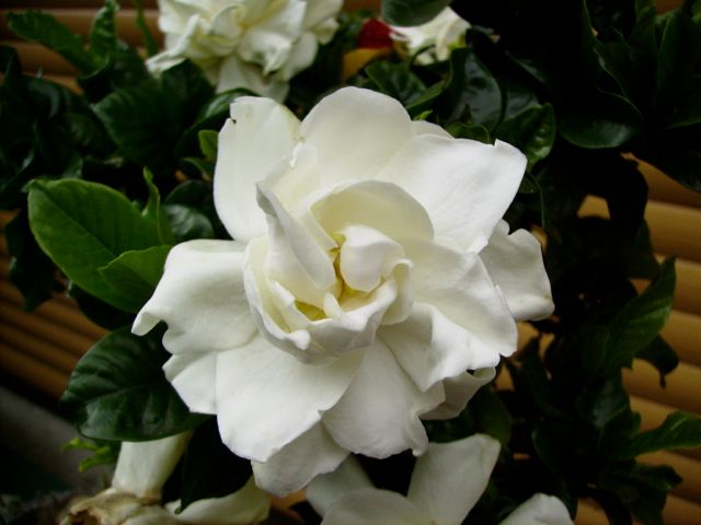 Gardenia (Gardénia) - Blanc