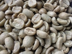 Coffea L. - Grains de café