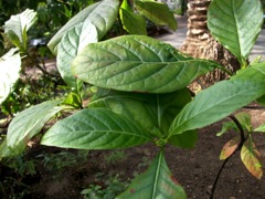 Cinchona officinalis (Quinquina) - Arbre à quinine