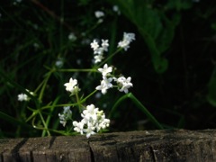 Galium aparine L. (Gaillet gratteron)