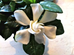 Gardenia