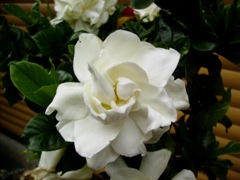 Gardenia (Gardénia) - Blanc