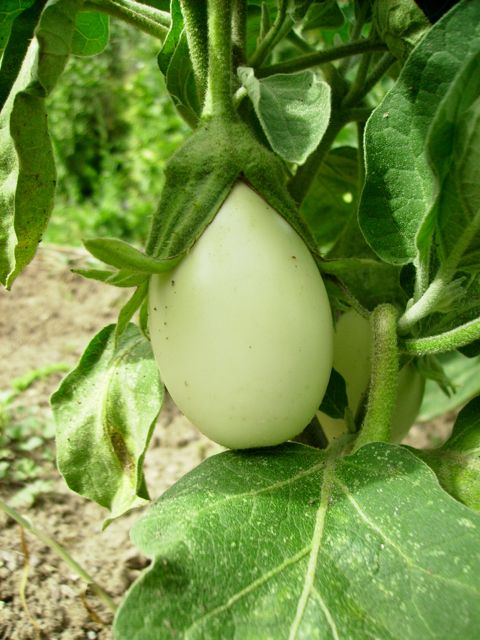 Solanum melongena (Aubergine oeuf) - Fruit blanc