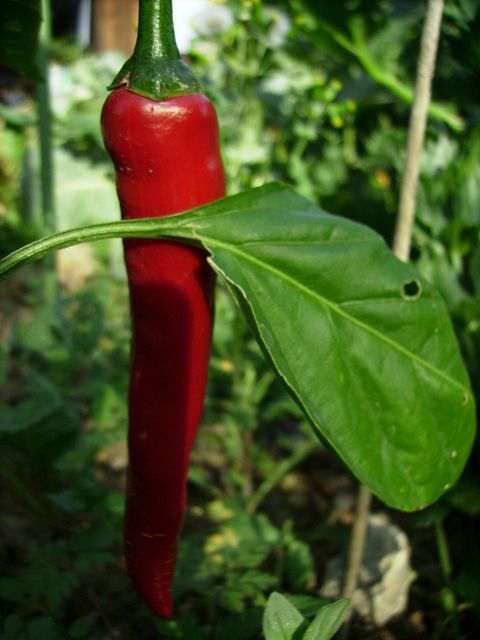 Capsicum annuum (Piment) - Rouge