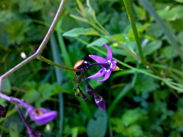 Solanum dulcamara (Morelle douce-amère)