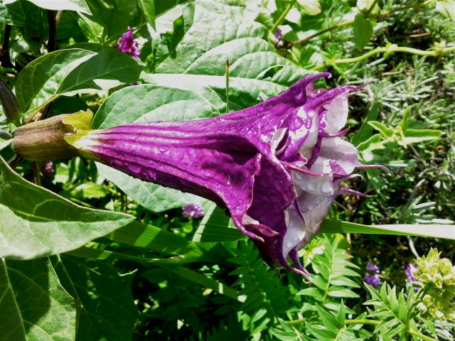 Datura metel - Violet