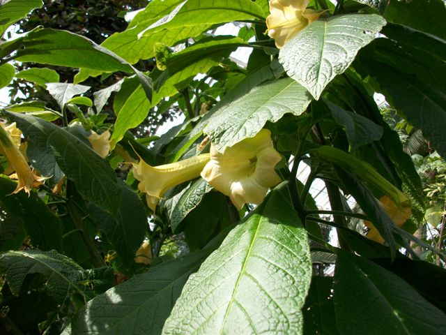 Brugmansia X rubella - Trompes jaunes