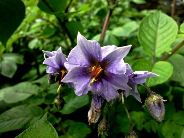 Solanum tuberosum (Pomme de terre) - Fleur violette