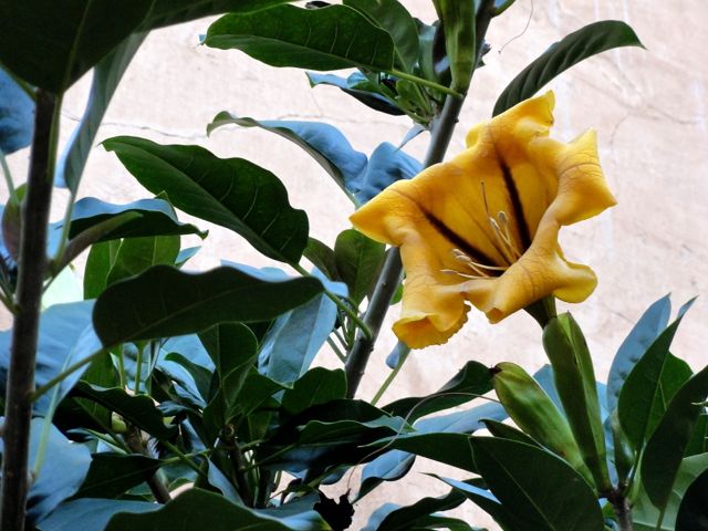 Solandra maxima