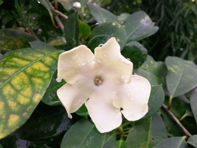 Brunfelsia lactea